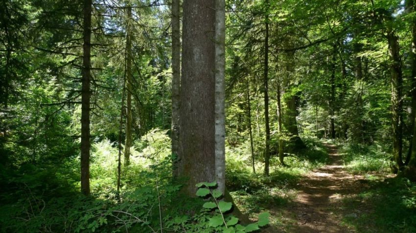 La forêt de La Joux