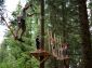 Au fil des arbres